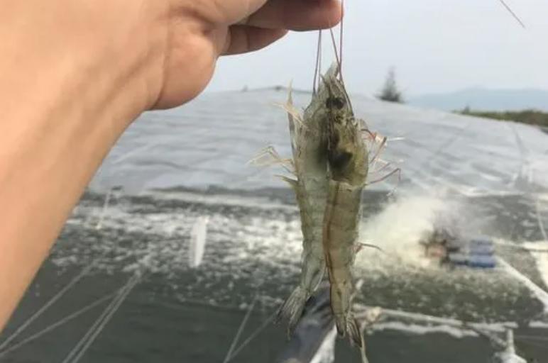 大棚标粗南美白对虾，高效养殖与优质产出的探索