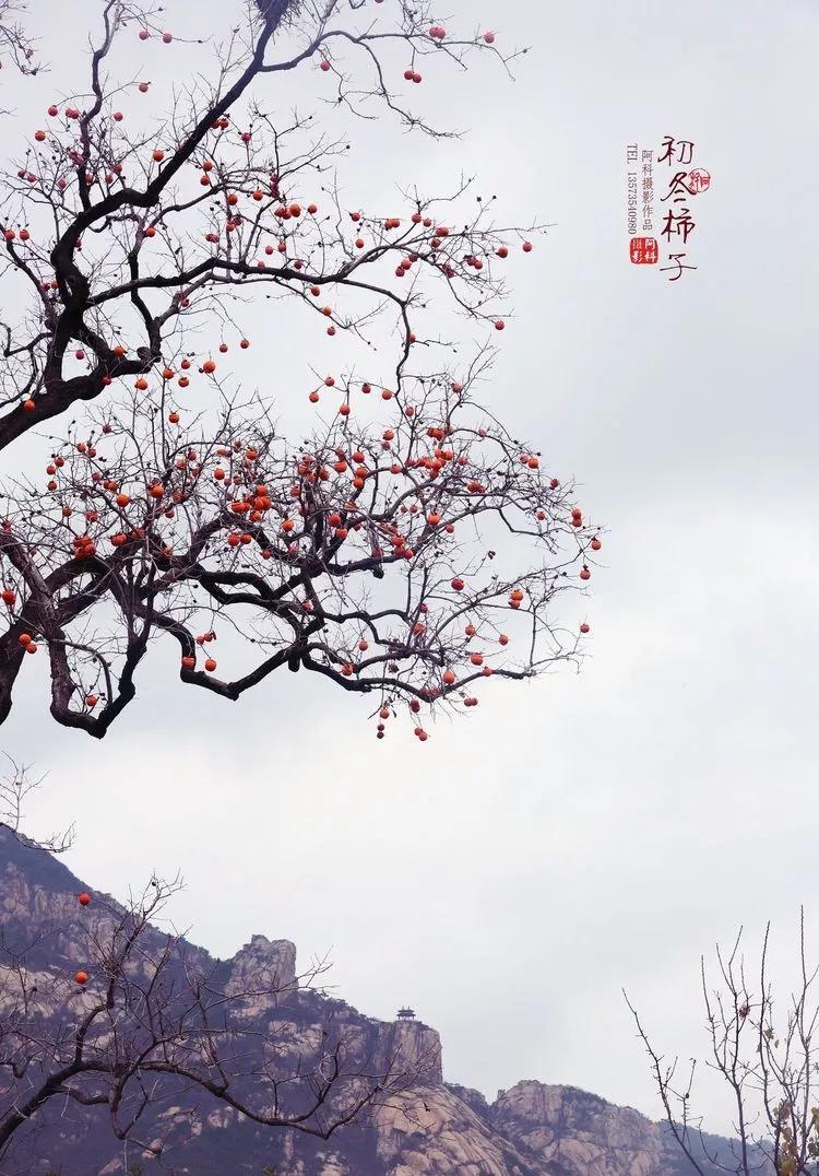 礼炮部队待遇，荣誉与责任的双重赞歌