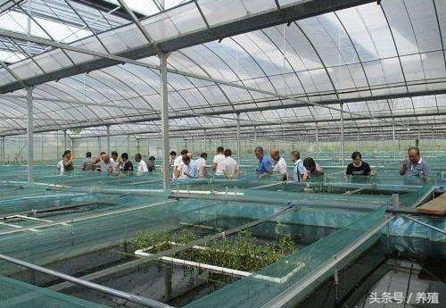大棚养黄鳝增氧措施的重要性与实践