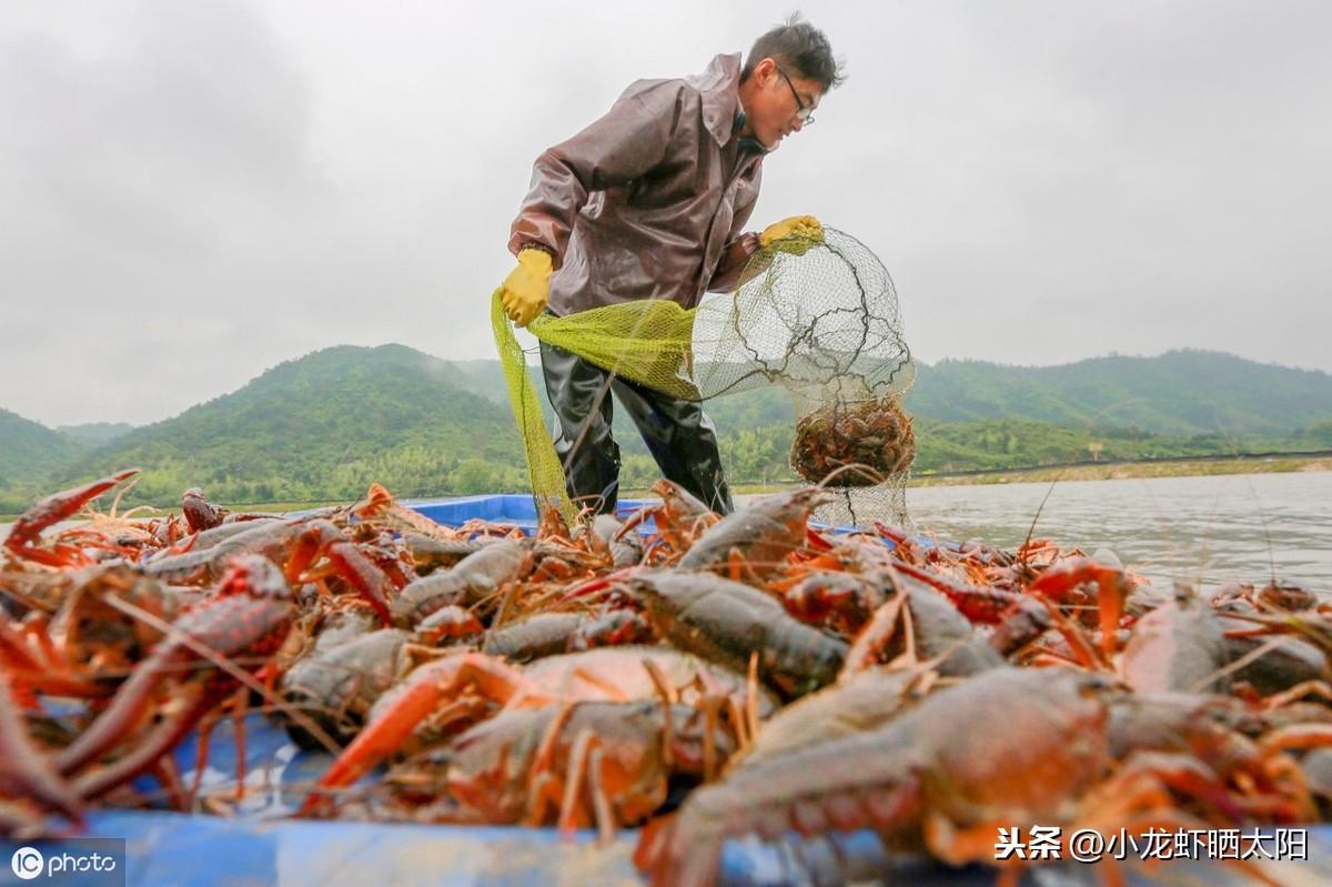 大棚养小龙虾的产量研究及其影响因素分析