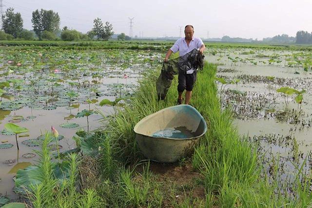 大棚虾池肥水管理技术探讨