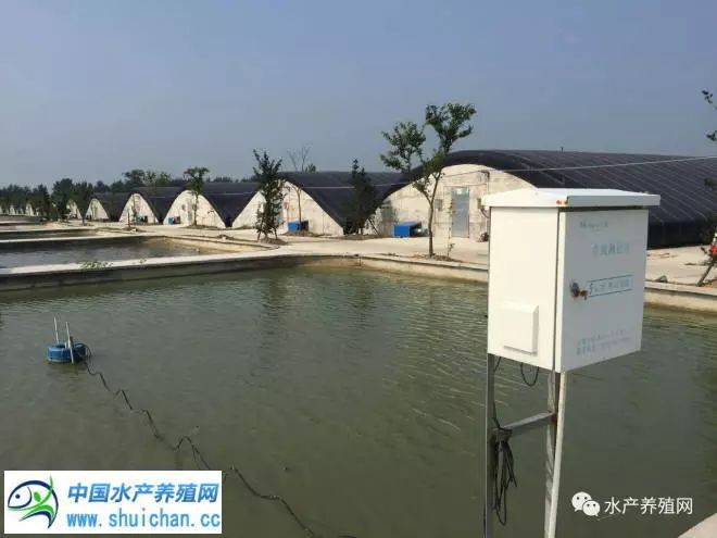 温室大棚养殖日本甲鱼的技术与实践