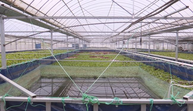 大棚高密度养殖河虾的技术与实践
