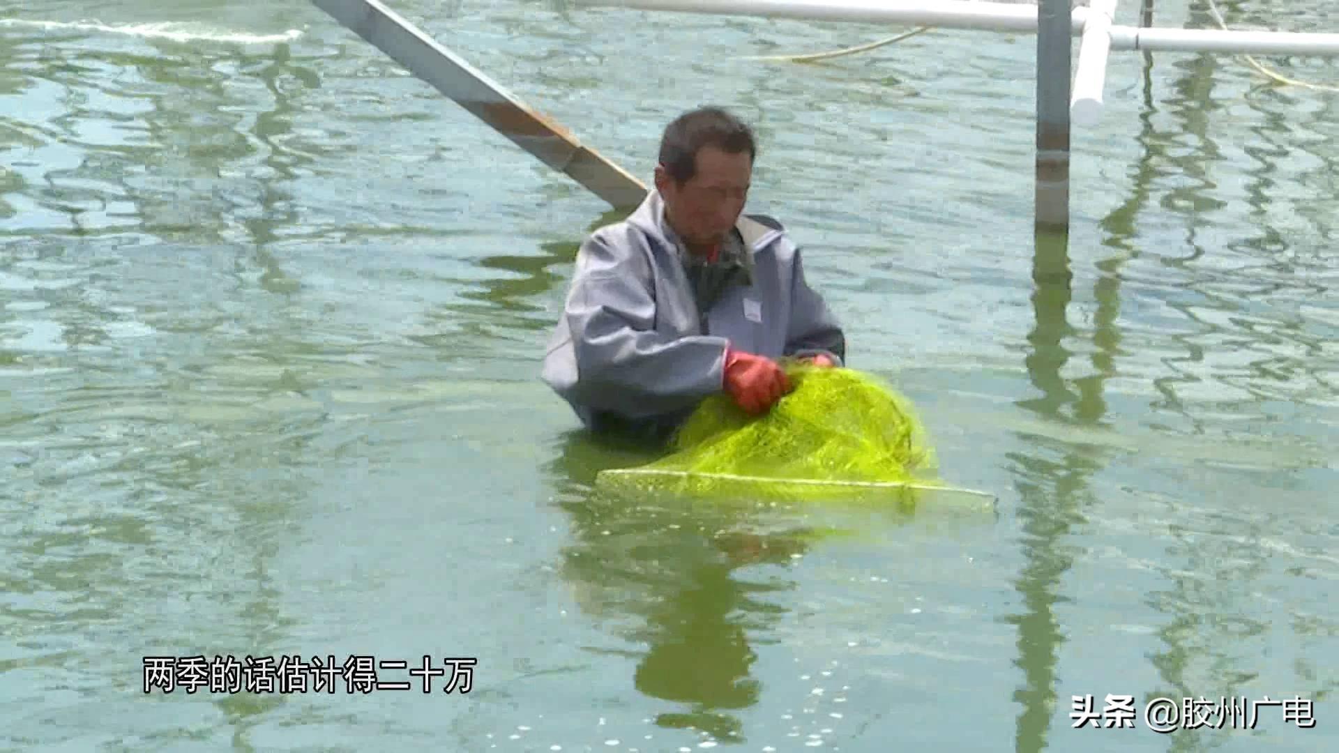 南美白对虾大棚价格表及其市场分析