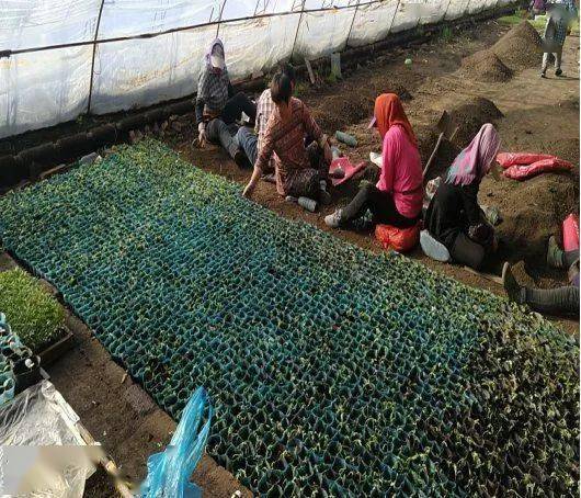 袁立科大棚养泥鳅，农业创新的典范