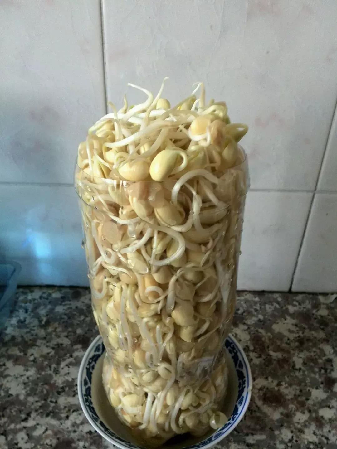 饮料瓶做黄豆芽