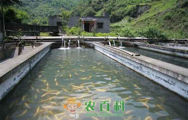大棚养草鱼肥水管理技术
