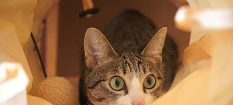 开局，猫的世界的奇妙探索
