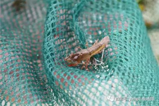 虾子大棚蔬菜基地，农业创新的典范