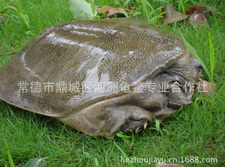 大棚里养的甲鱼的食用价值及口感体验