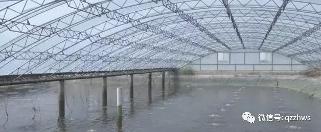 大棚养淡水对虾，一种高效养殖模式的探索与实践
