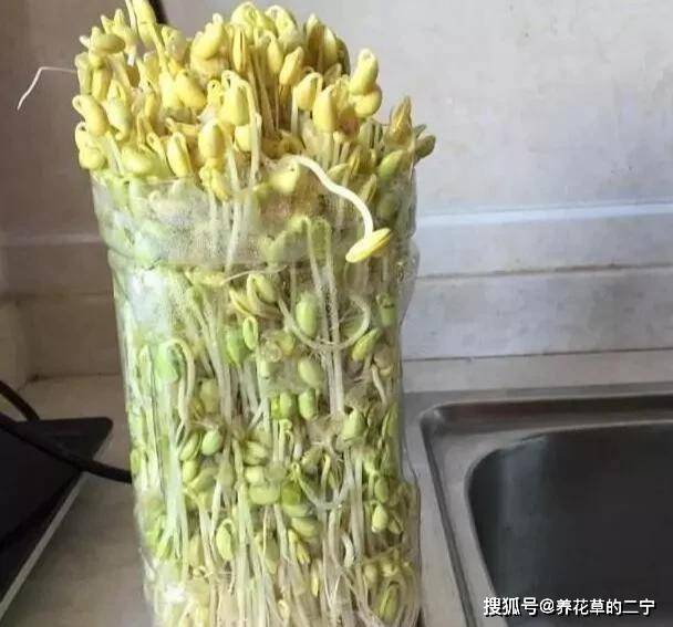 怎样用饮料瓶生豆芽