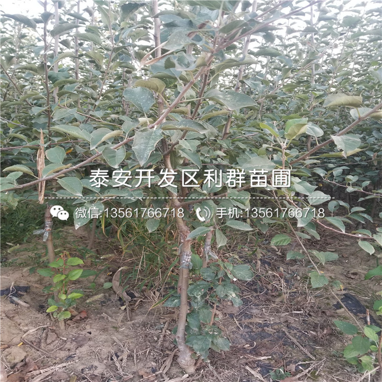 中国绿花苗木品种，丰富多样与独特魅力