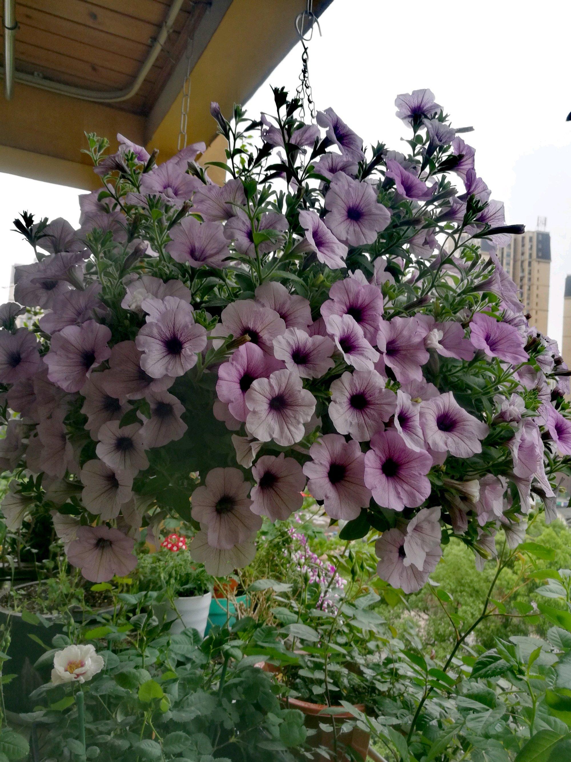 草花新品种，探索未知的园艺奇迹