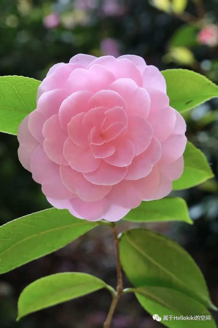 山茶花的普通品种，美丽与坚韧的象征