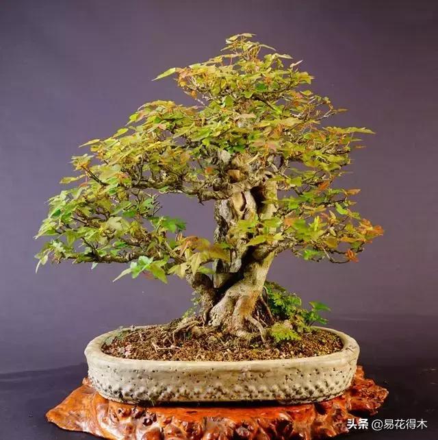 日本红枫品种解析