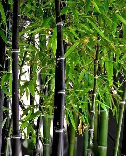 庭院中的翠竹世界，常用竹子品种解析