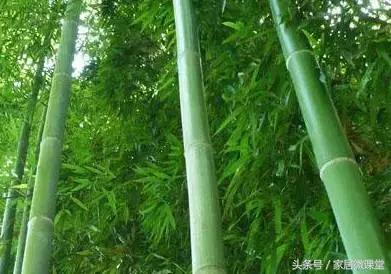 庭院种竹，品味自然之美——竹子的品种选择与种植指南