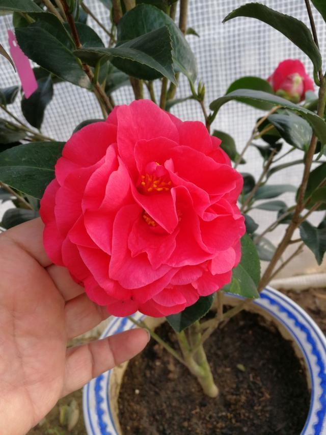 茶花大叶子品种探究