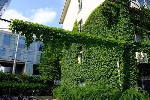 垂直绿化植物品种及其图片展示