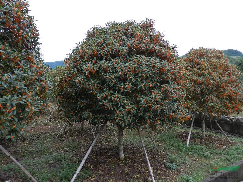 新品种桂花价格及其市场影响力