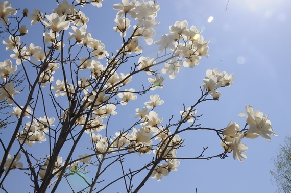 玉兰耐寒品种——寒冬中的芬芳守护者