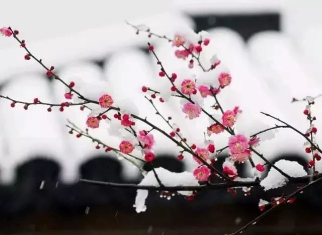 山东种植梅花的品种及其独特魅力