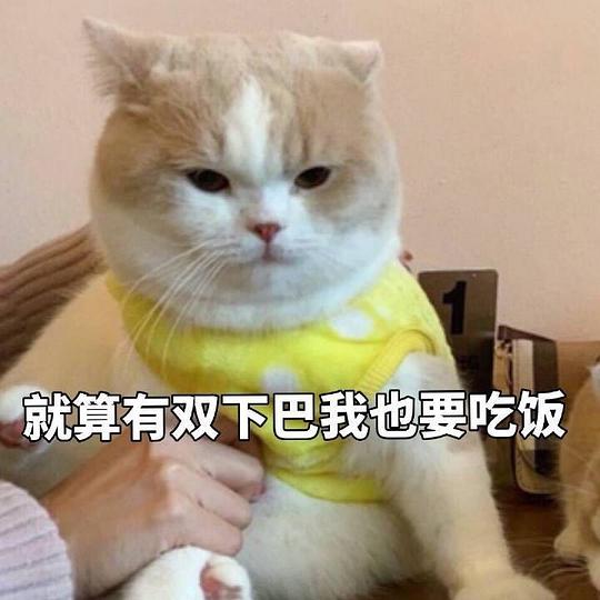 七七头像表情包，网络时代的萌宠新星
