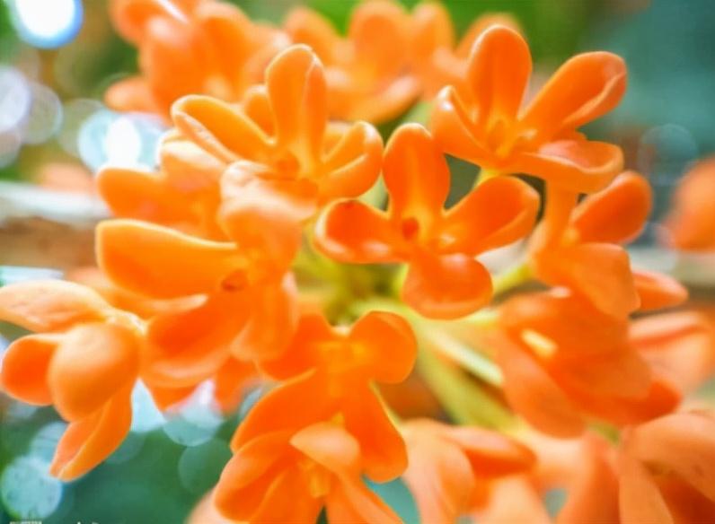 最好的桂花品种——探寻最佳的桂花世界