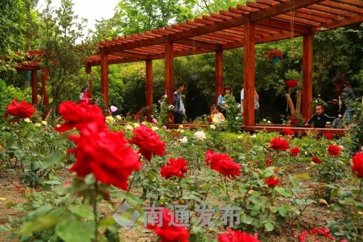 欧洲月季品种大全，绽放的月季之美
