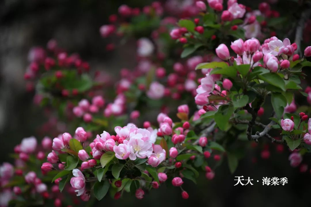 海棠树品种繁多，各具特色，究竟哪个品种最好，其实并无定论。本文将从多个角度探讨不同海棠树品种的特点，以期为您的选择提供参考。