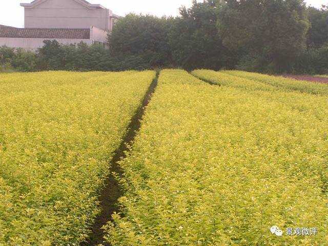 矮灌木品种，多样性与应用