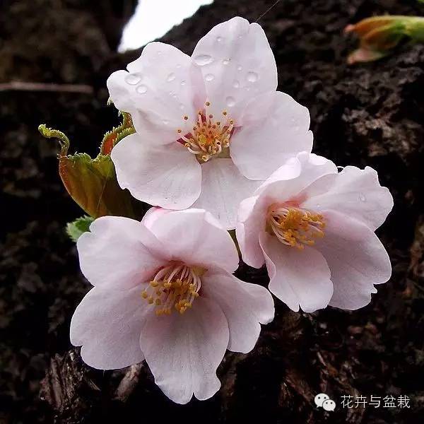 樱花的品种繁多，每一种都有其独特的魅力与特色。这篇文章将带你了解樱花的各种品种及其特点。