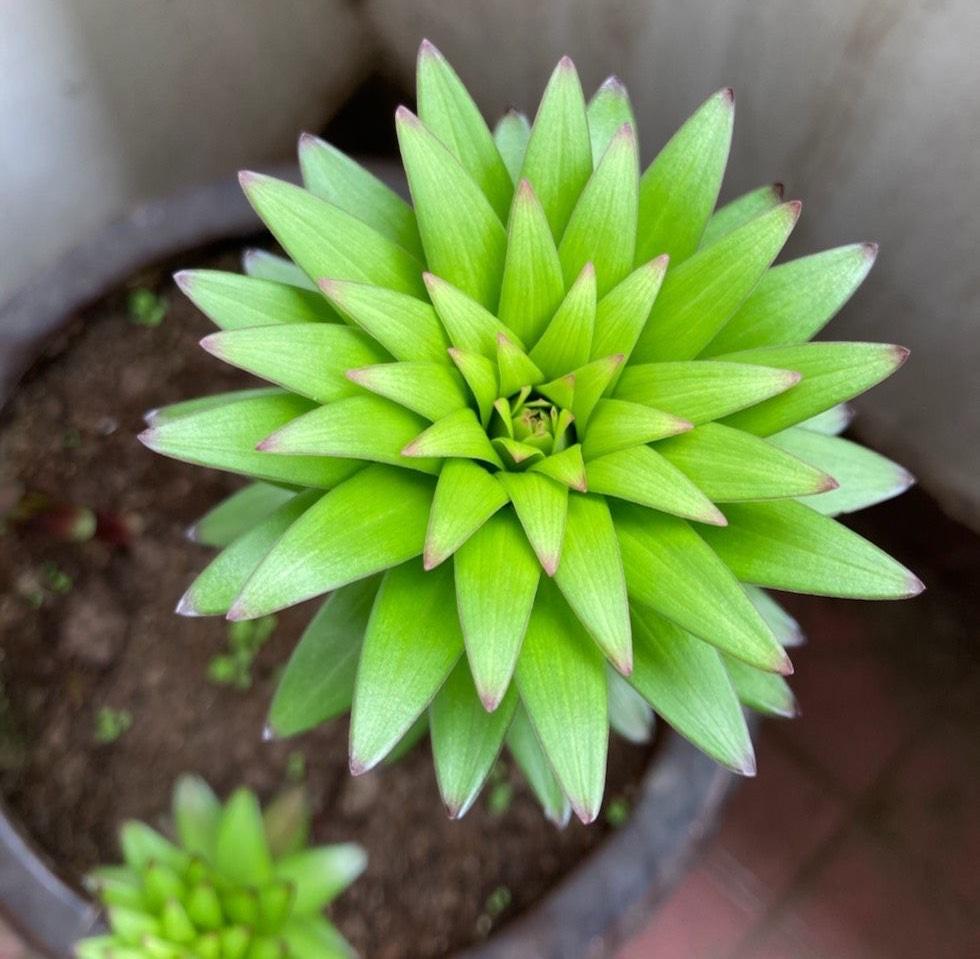 怎样区分百合花的品种