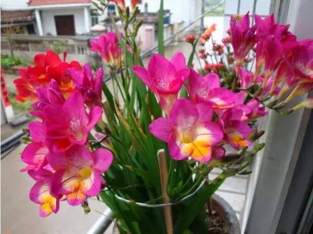 冬季园林种植鲜花品种
