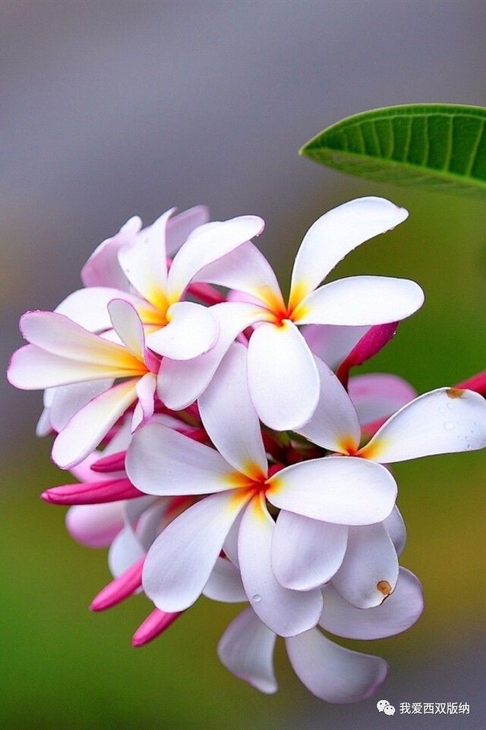 鸡蛋花的美——自然之韵，生命之魅力