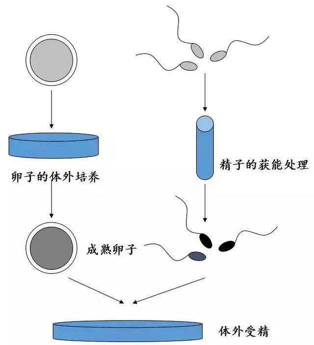 降调后多久可以取卵，时间与个体因素的微妙关联