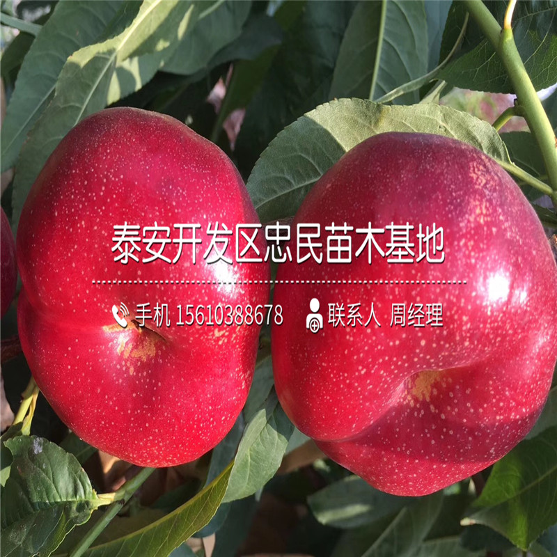 晚桃树新品种介绍