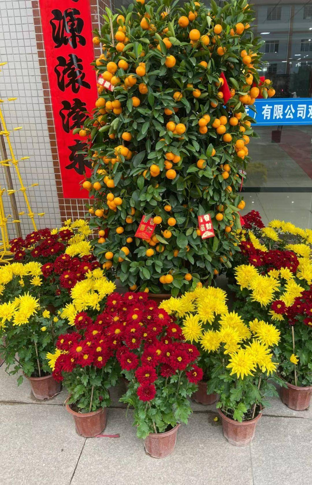 广东过年年菊的品种与独特魅力