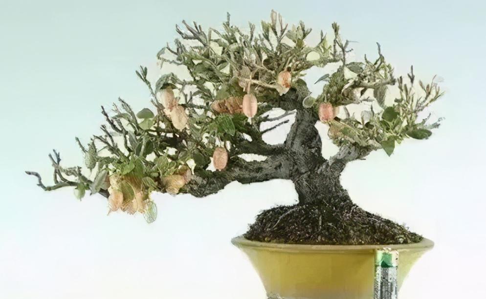 胡颓子品种研究，多样性与应用价值