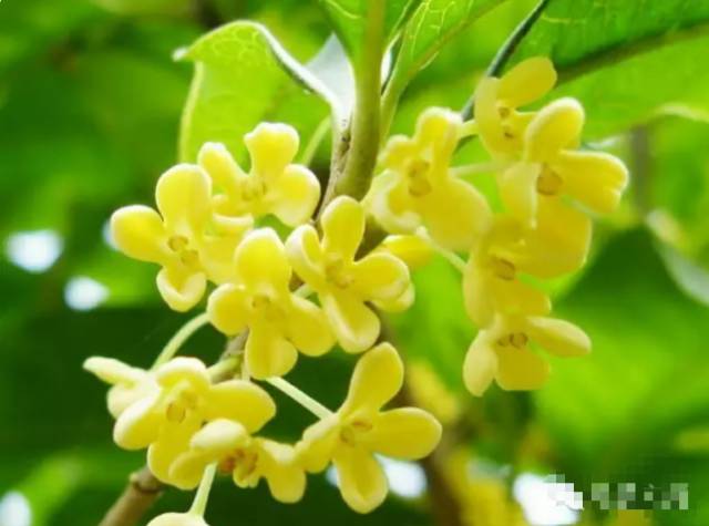 中国桂花品种图志及其价格概览