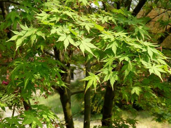 青枫品种繁多，各具特色，究竟哪个品种更好？让我们一同探寻青枫的美丽世界，解析不同品种的优劣之处。