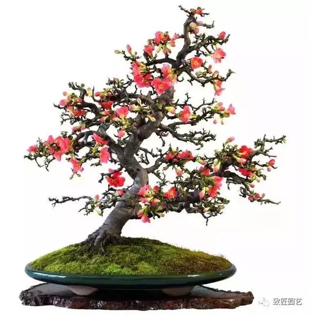 那个品种海棠适合观果