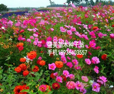常见草花品种下载资料及其研究价值