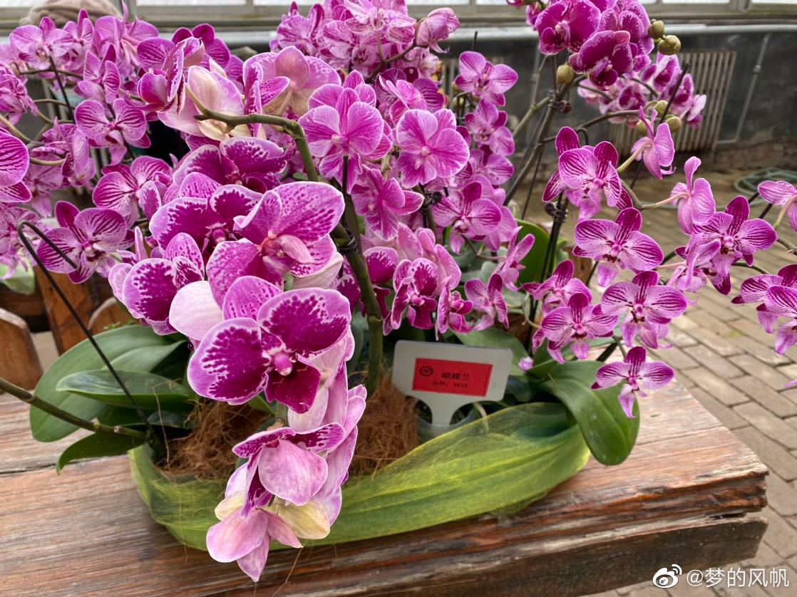 蝴蝶兰最新品种，探索美丽与独特性的交汇点