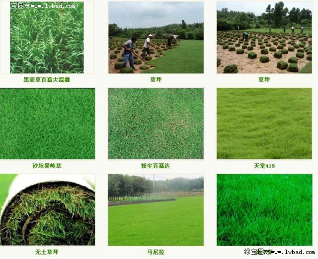 缀化草坪的优选品种，探索不同品种的特点与应用