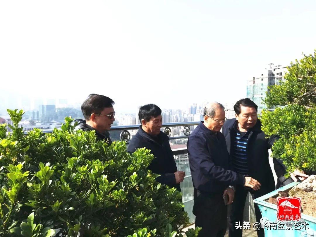 榆树的品种及其独特魅力——图片解析