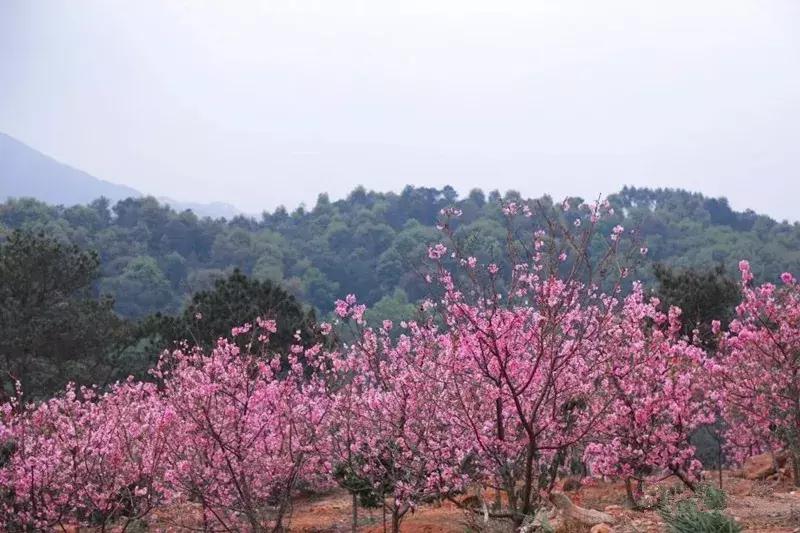 绿色樱花品种，绽放的独特之美