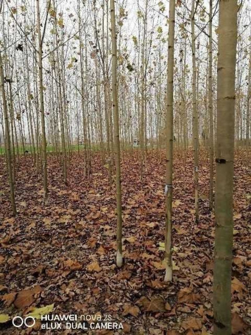 青海6公分法桐品种，独特的魅力与种植技术探讨