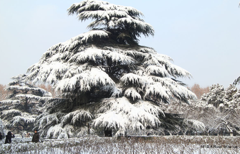 雪松的品种及其特点